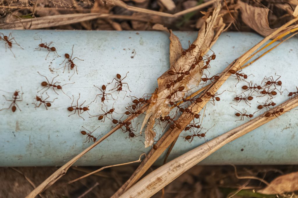 consejos para criar hormigas