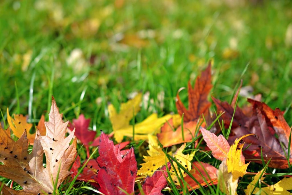 Cuidados para nuestro jardín en otoño